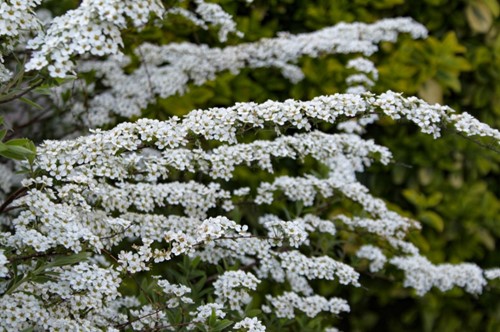Spiraea Arguta – Bridal Wreath
