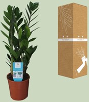 Zamioculcas Zamiifolia - Ø14cm - 55cm-3