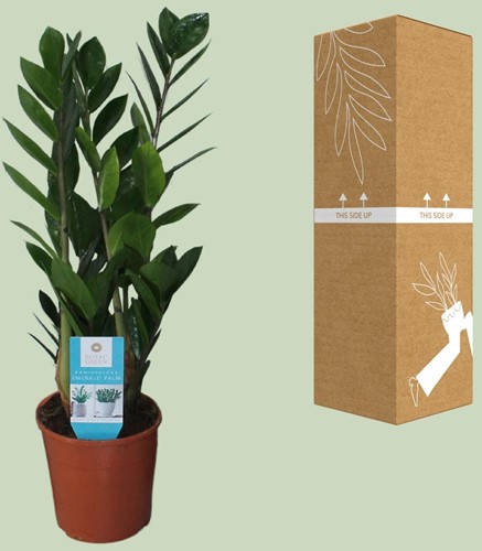 Zamioculcas Zamiifolia - Ø14cm - 55cm-3