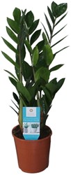 Zamioculcas Zamiifolia - Ø14cm - 55cm