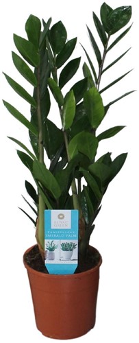 Zamioculcas Zamiifolia - Ø14cm - 55cm