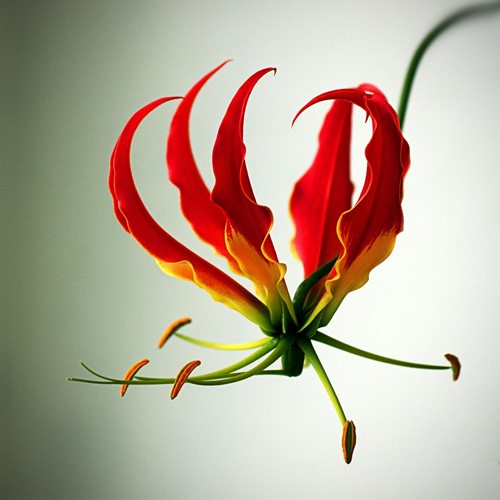 Giglio Rampicante - Gloriosa Rothschildiana