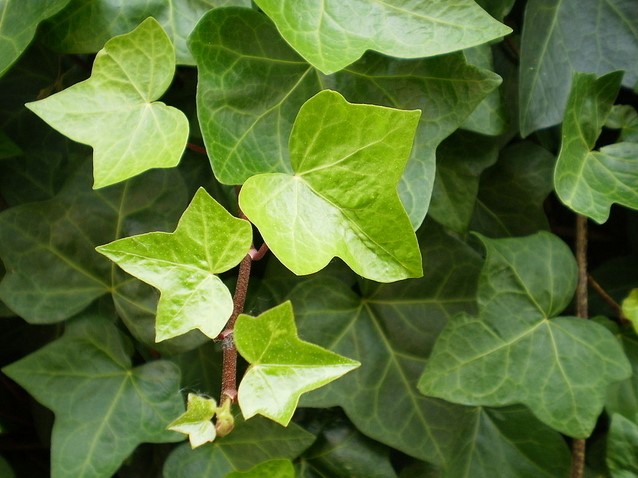 Edera Comune - Hedera Helix