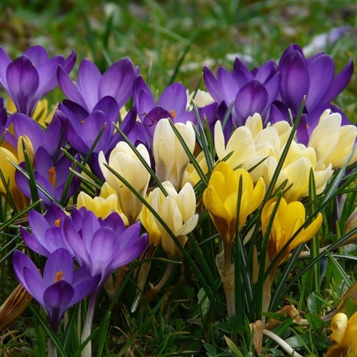 Assortimento di Crocus Botanico