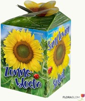 Greengift Girasole – 40 pezzi in espositor da banco-2