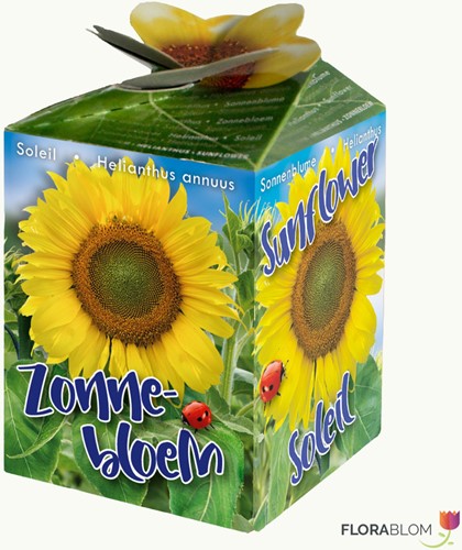 Greengift Girasole – 40 pezzi in espositor da banco-2
