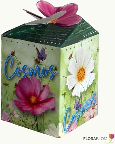 Cosmos Mix Greengift - Cosmea