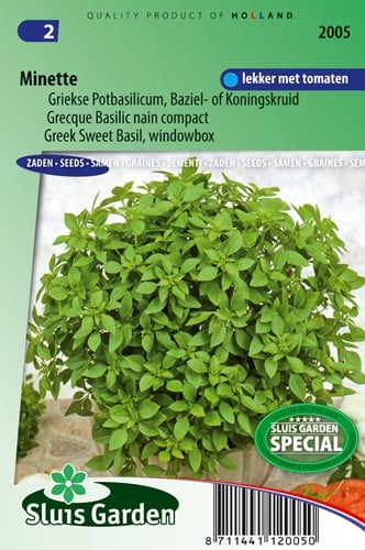 Basilico Minette - Ocimum Basilicum