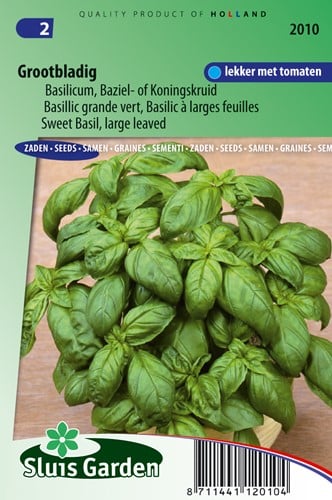Basilico Classico, foglie grandi - Ocimum Basilicum