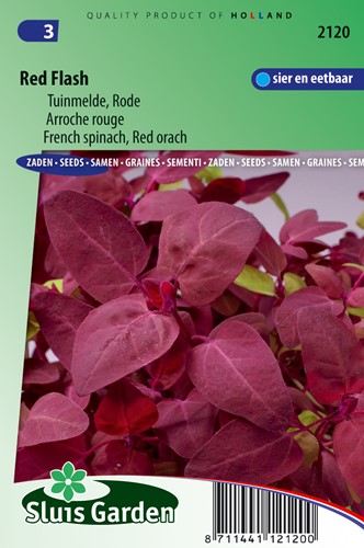 Bietolone rosso 'Red Flash' - Atriplex hirtensis