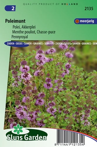 Menta poleggio - Mentha pulegium