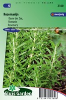 Rosmarino (Rosmarinus officinalis)