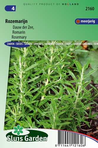 Rosmarino (Rosmarinus officinalis)