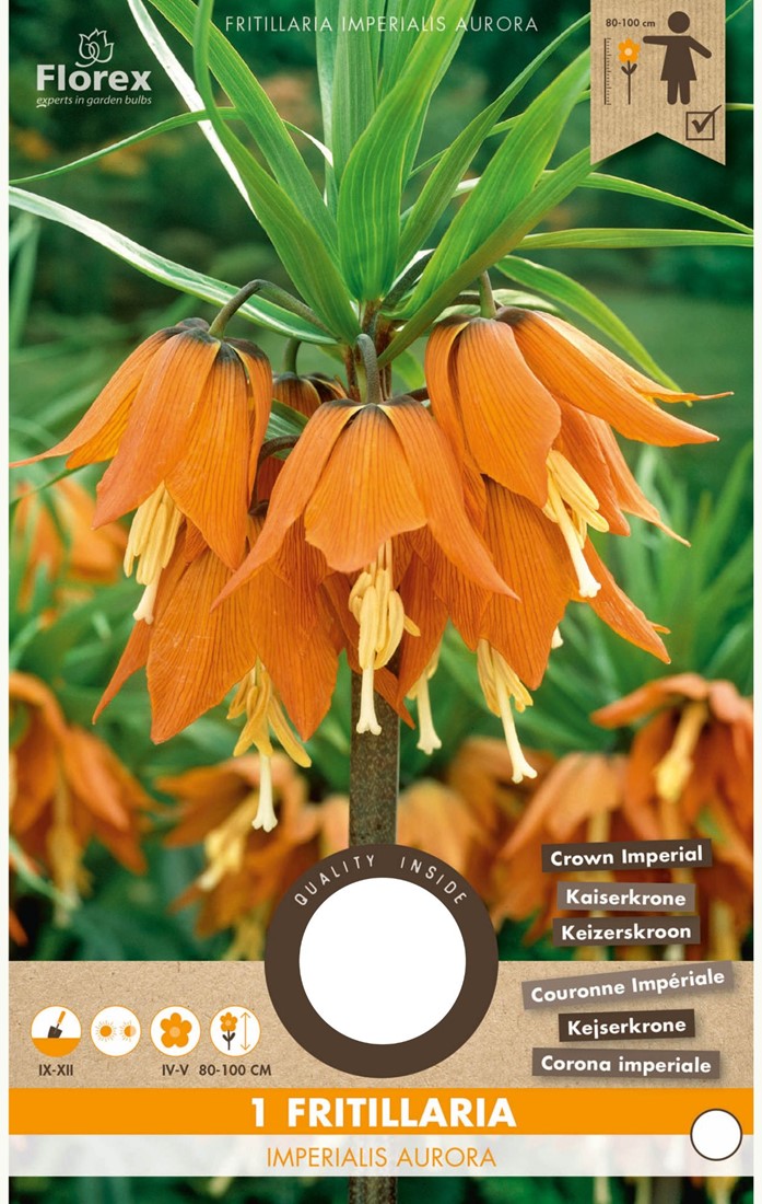 Corona Imperial Y Tulipanes - Banco De Fotos E Imágenes De Stock - IStock - Foto 5