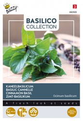 Basilico Cinnamomo (Ocimum Basilicum)