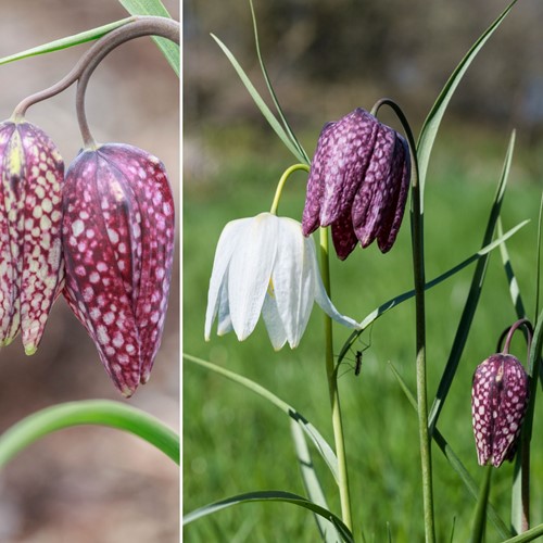 Fritillaria meleagris - Corona imperiale, Testa di serpente