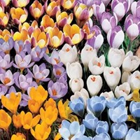 Assortimento di Crocus Botanico-2