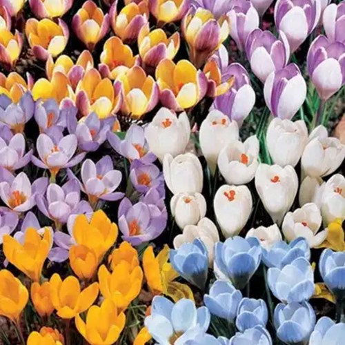 Assortimento di Crocus Botanico-2