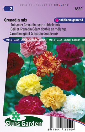Garofano Grenadin Mix – Dianthus Caryophyllus Grenadin