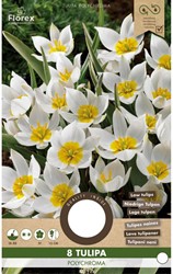 Tulipa polychroma – Tulipano botanico