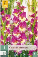 Gladiolus Extravert - Gladiolo