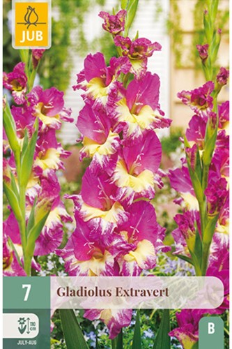 Gladiolus Extravert - Gladiolo
