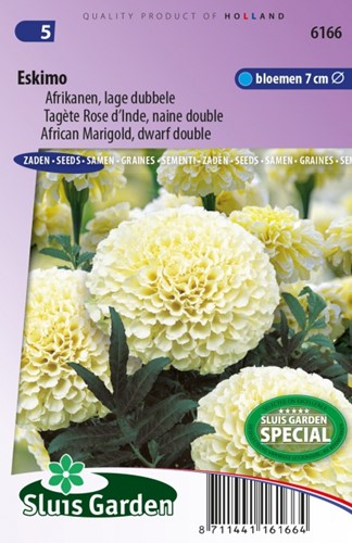 African Marigold, dwarf double Eskimo