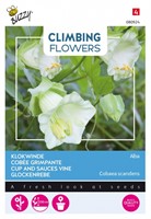 Selezione semi Piante Rampicanti : Cobaea Scandens 'Alba'