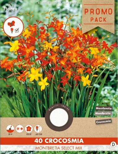 Crocosmia Montbretia select Mix