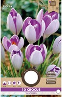 Zafferano maggiore Vanguard - Crocus vernus-2
