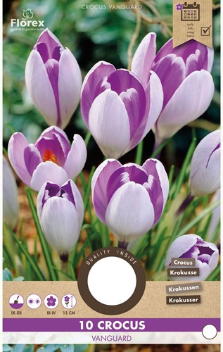 Zafferano maggiore Vanguard - Crocus vernus-2