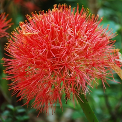 Scadoxus multiflorus (Giglio del Sangue)