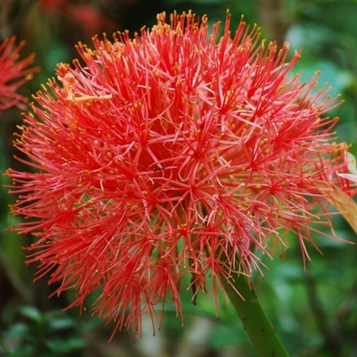 Scadoxus multiflorus (Giglio del Sangue)