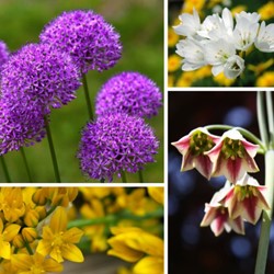 Alliums Fantasy Mix - Sierui Grootverpakking XL