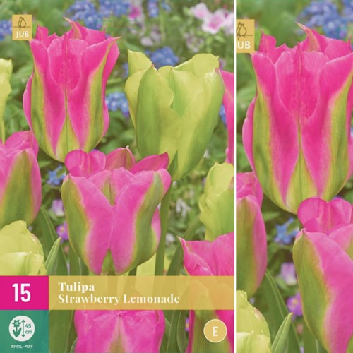 Tulipani Strawberry Lemonade - Tulipa viridiflora
