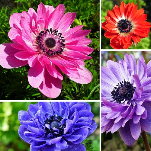 Assortimento di Anemone Coronaria St. Brigid
