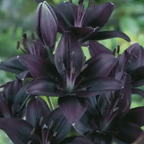 Giglio Nero - Lilium