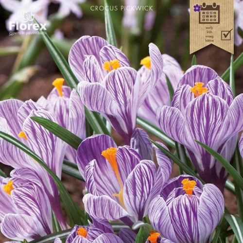 Zafferano maggiore Pickwick - Crocus vernus