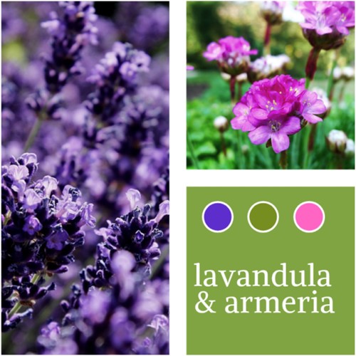 Plant Mix Lavandula & Armeria maritima