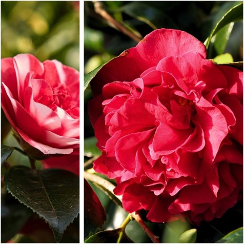 Camellia japonica Lady Campbell (Confezione da 3)