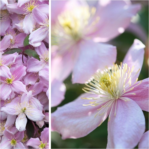 Clematide Rubens - Clematis montana