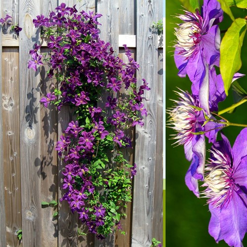 Clematide 'Taiga' - Clematis