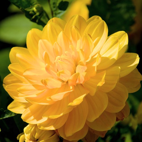 Dahlia Glory van Heemstede
