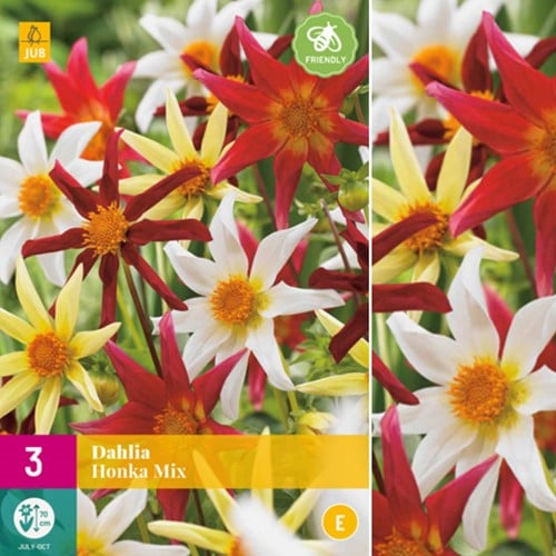 Dalia Honka Mix - Dahlia