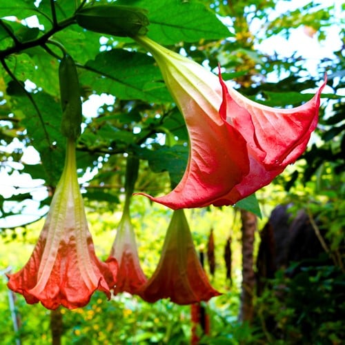 Tromba degli Angeli Rosso - Brugmansia