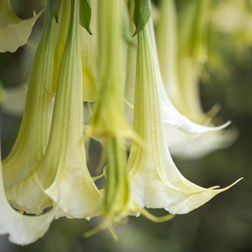 Tromba degli Angeli Bianco - Brugmansia