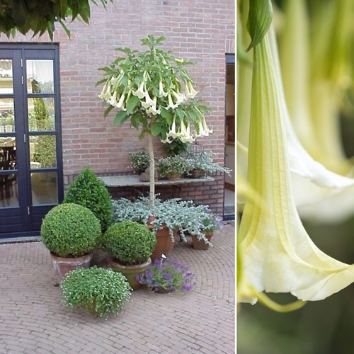 Tromba degli Angeli Bianco - Brugmansia-2
