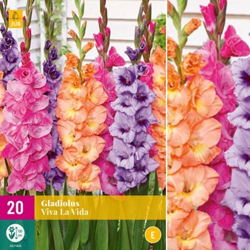 Gladiolus Viva la Vida – Gladiolo