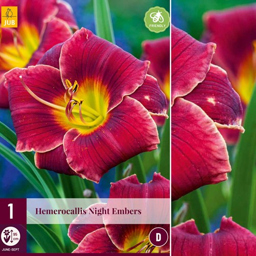 Hemerocallis Night Embers - Emerocallide