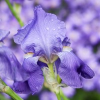 Iris Germanica Empress of India - Giaggiolo maggiore